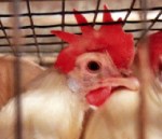 hen in a battery cage